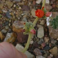 105-0578_IMG.JPG
