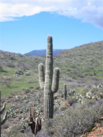 105-0590_IMG.JPG