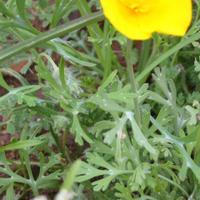 105-0594_IMG.JPG