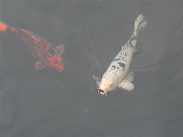 P1010014.JPG