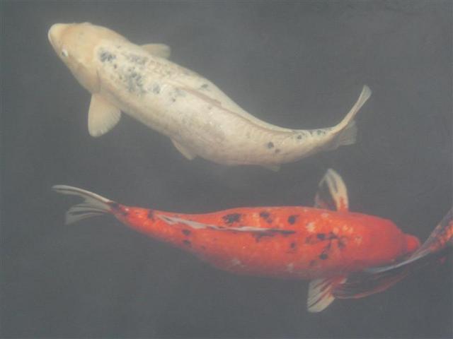 P1010020.JPG