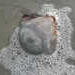 P1010049_th.JPG