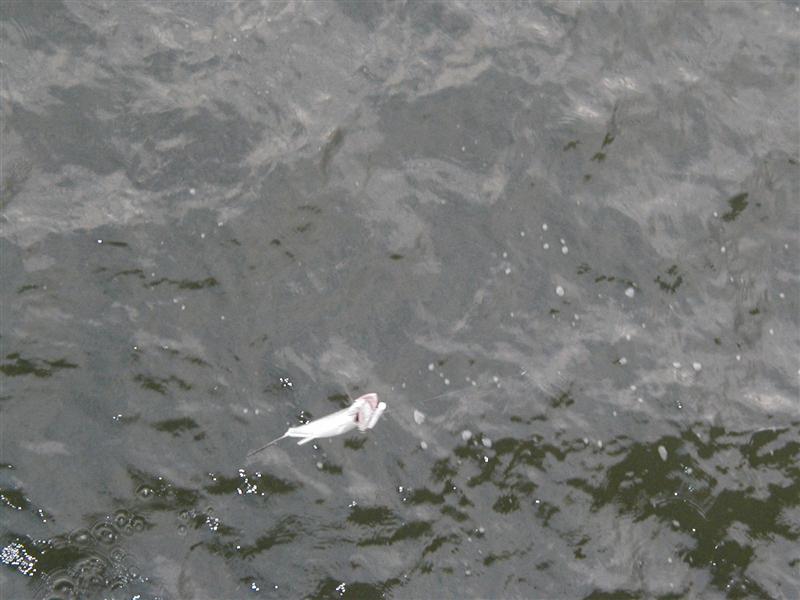 P1010069.JPG