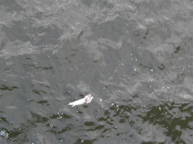 P1010069.JPG