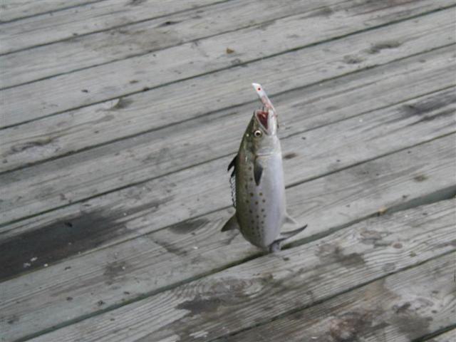 P1010071.JPG