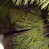 DSCF0040.JPG