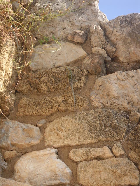 lizard
