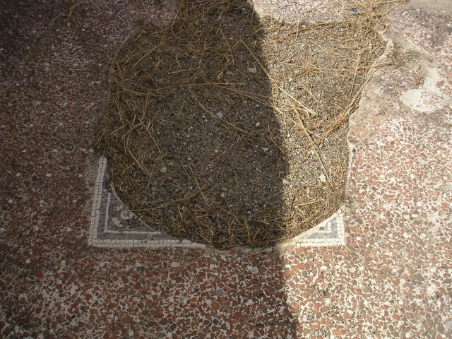 solunto mosaic
