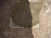 solunto mosaic