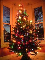 Jono's Tree