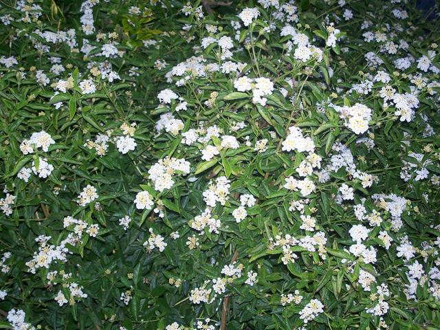 100_1171.jpg