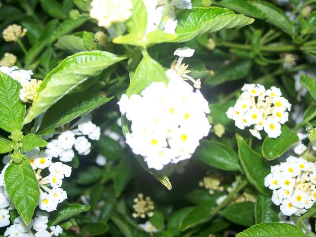 100_1172.jpg