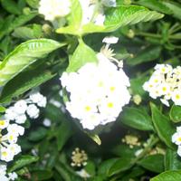 100_1172.jpg