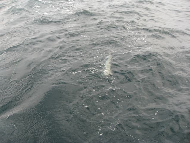 IMG_2009.JPG